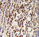MOSC2 Antibody (aa270-300)
