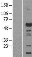 CAMK1G / CaMKI gamma Protein (Over-Expression Lysate Myc-DDK (Flag))