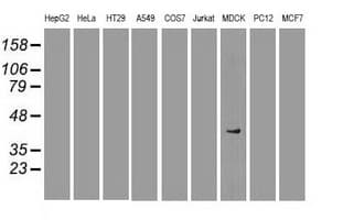 SOX17 Antibody (clone OTI2B6)