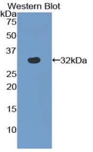 SAG / Arrestin Antibody (aa139-388)