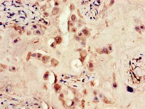ERBB4 / HER4 Antibody