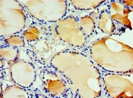 IHC-plus™ IL3 Antibody (aa20-152)