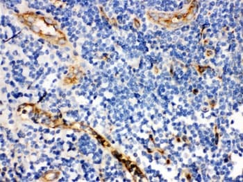CD59 Antibody