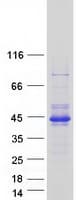 Human RELL2 Protein (Recombinant Myc-DDK (Flag))