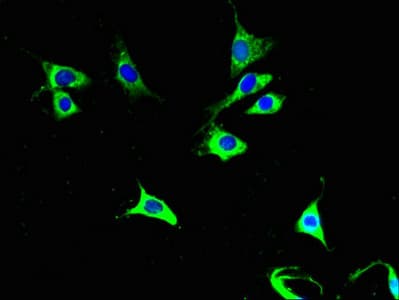 IHC-plus™ COX6A1 Antibody