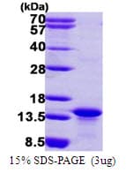 Human MYCBP Protein (Recombinant His)