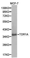 TOR1A / Torsin A Antibody