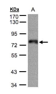 ZNF7 Antibody (aa77-570)