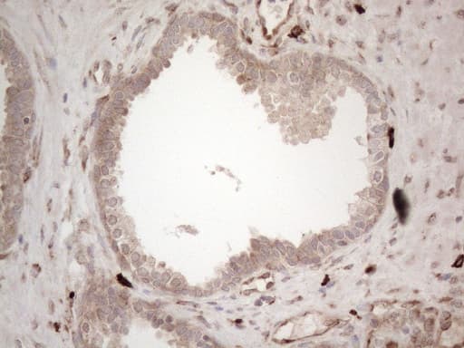 RBMS1 Antibody (clone OTI2H1)