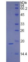 Guinea pig IFN Gamma / Interferon Gamma Protein (Recombinant His, N-Terminal)