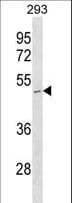 STOML1 Antibody (aa1-30)