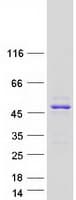 Human BABAM1 / HSPC142 Protein (Recombinant Myc-DDK (Flag))