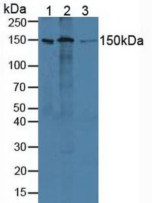 ADNP Antibody (aa528-782, PE)