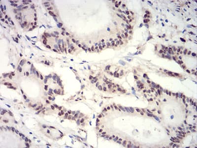 Monoclonal Mouse anti-Human HIST2H3C Antibody (clone 6E7A9, IHC, WB)