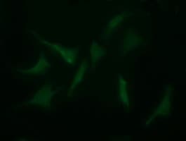 MYBPH Antibody (clone OTI3G1)