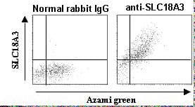 IHC-plus™ SLC18A3 / VACHT Antibody
