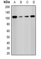 PHC1 / EDR1 Antibody