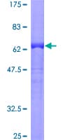 Human GPSM1 / AGS3 Protein (Recombinant GST)