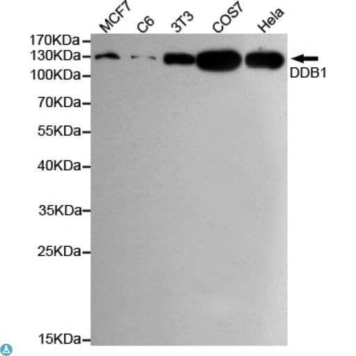 DDB1 Antibody