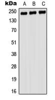 MYH9 Antibody (C-Terminus)