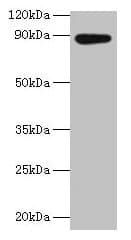 IHC-plus™ AFG3L2 Antibody