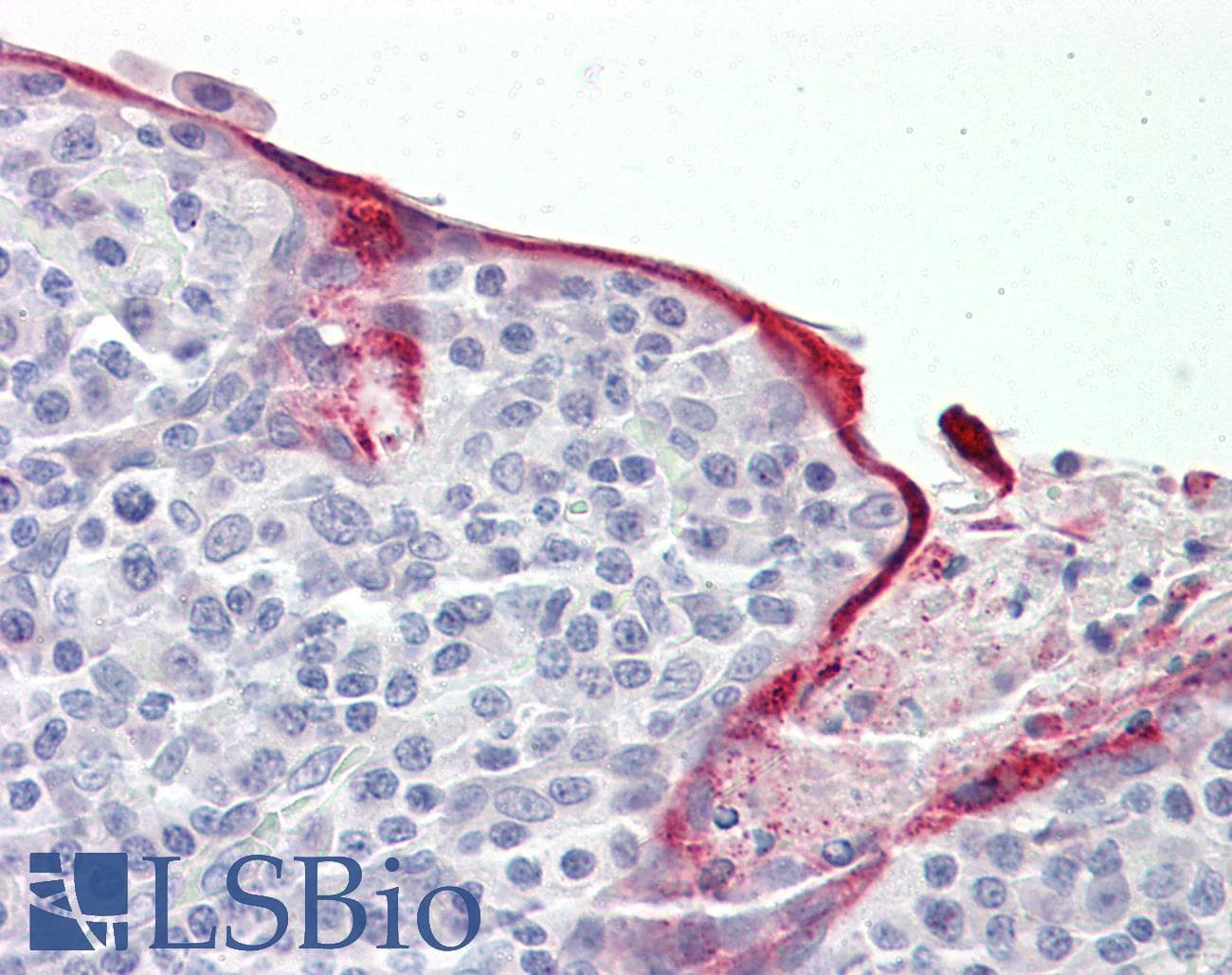 IHC-plus™ NAB2 Antibody (aa261-310)