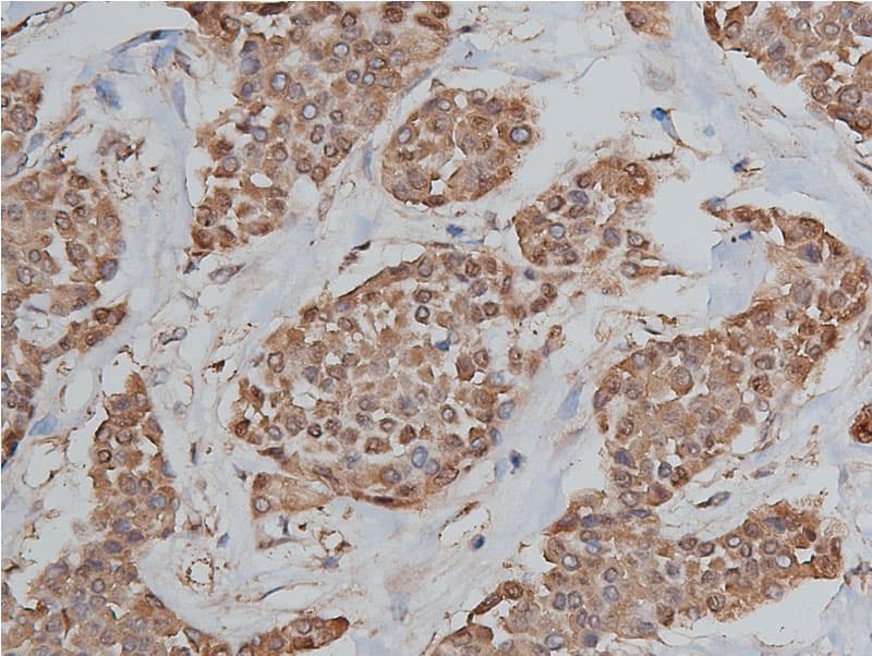 HSP90AB1 / HSP90 Alpha B1 Antibody