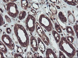 RNH1 Antibody (clone OTI2B1, Carrier-free)
