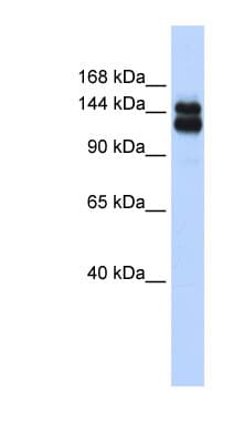 TRIM33 / TIF1-Gamma Antibody (C-Terminus)