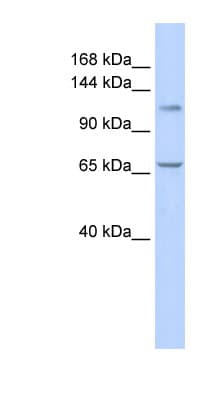 ZBTB10 Antibody (C-Terminus)