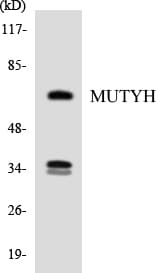 MUTYH / MYH Antibody (aa127-176)