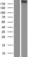 PLCE1 Protein (Over-Expression Lysate Myc-DDK (Flag))
