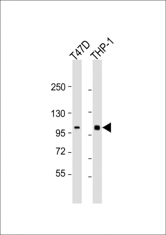 PLK4 / SAK Antibody (aa724-758)