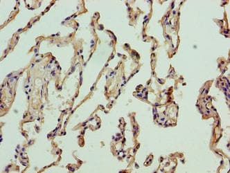 Polyclonal Rabbit anti-Human NICN1 Antibody (IHC, WB)