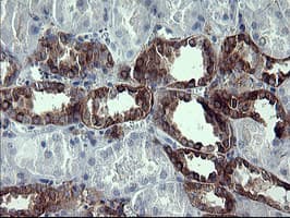 SYP / Synaptophysin Antibody (clone OTI1D4)