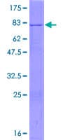 Human POFUT2 Protein (Recombinant GST)