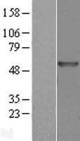 TBC1D10C / CARABIN Protein (Over-Expression Lysate Myc-DDK (Flag))