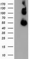 CALCOCO2 Antibody (clone OTI3F2, Carrier-free)