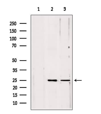 PLDN / Pallidin Antibody