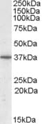IHC-plus™ PPP2R4 Antibody (aa347-358)