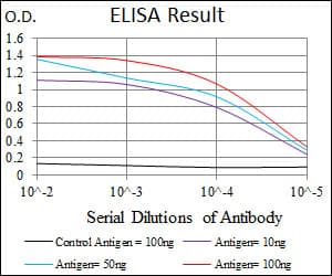 TBXT / T / Brachyury Antibody (clone 6C12)