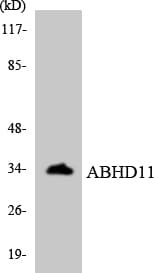 ABHD11 Antibody (aa154-203)