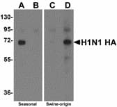 Influenza A Virus Hemagglutinin Antibody