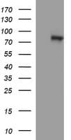 DNM1L / DRP1 Antibody (clone OTI4A4)