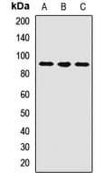 USP4 Antibody