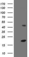 EIF5A2 Antibody (clone OTI2E9, Carrier-free)