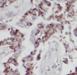 LIF Antibody
