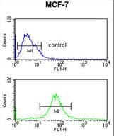MRPS25 Antibody (aa145-173)
