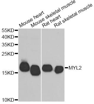 MYL2 Antibody