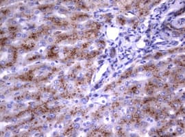 Monoclonal Mouse anti-Human NEU1 / NEU Antibody (clone OTI3D4, IHC, WB)